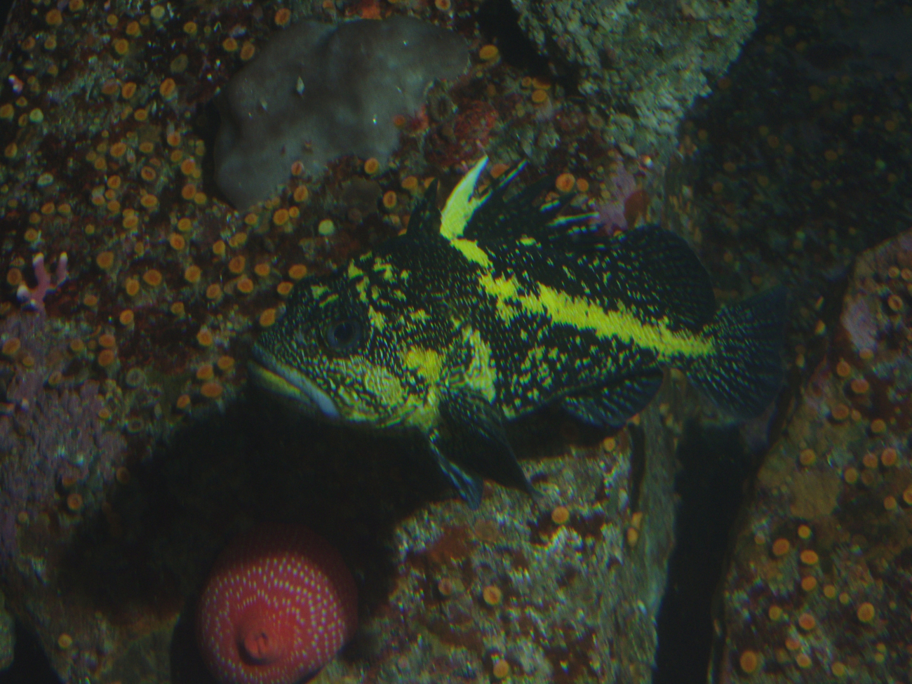 China rockfish (Sebastes nebulosus) in rocky reef habitat at 30 meters depth