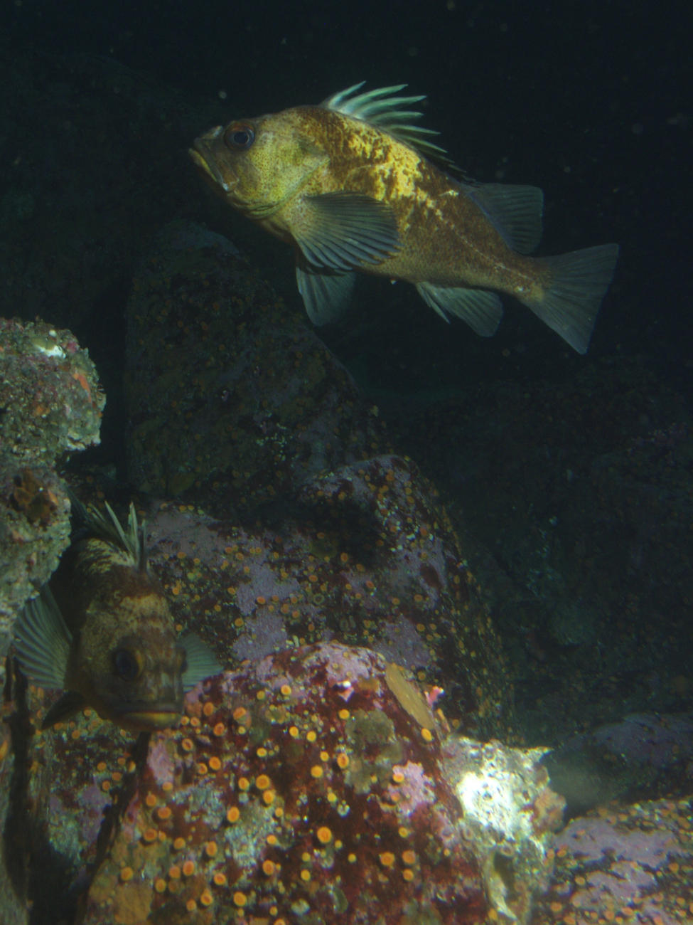 Quillback rockfish (Sebastes maliger) at 30 meters depth