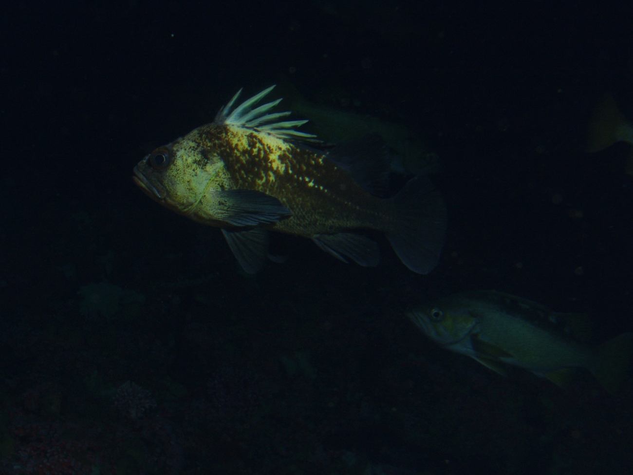 Quillback rockfish (Sebastes maliger) over yellowtail rockfishat 90 meters depth