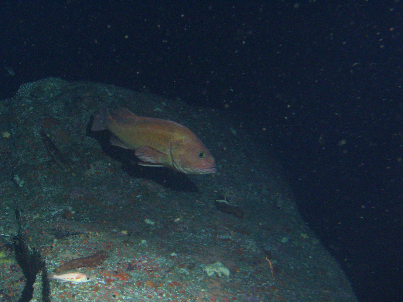 Canary Rockfish (Sebastes pinniger) on rocky outcropping at 64 meters depth