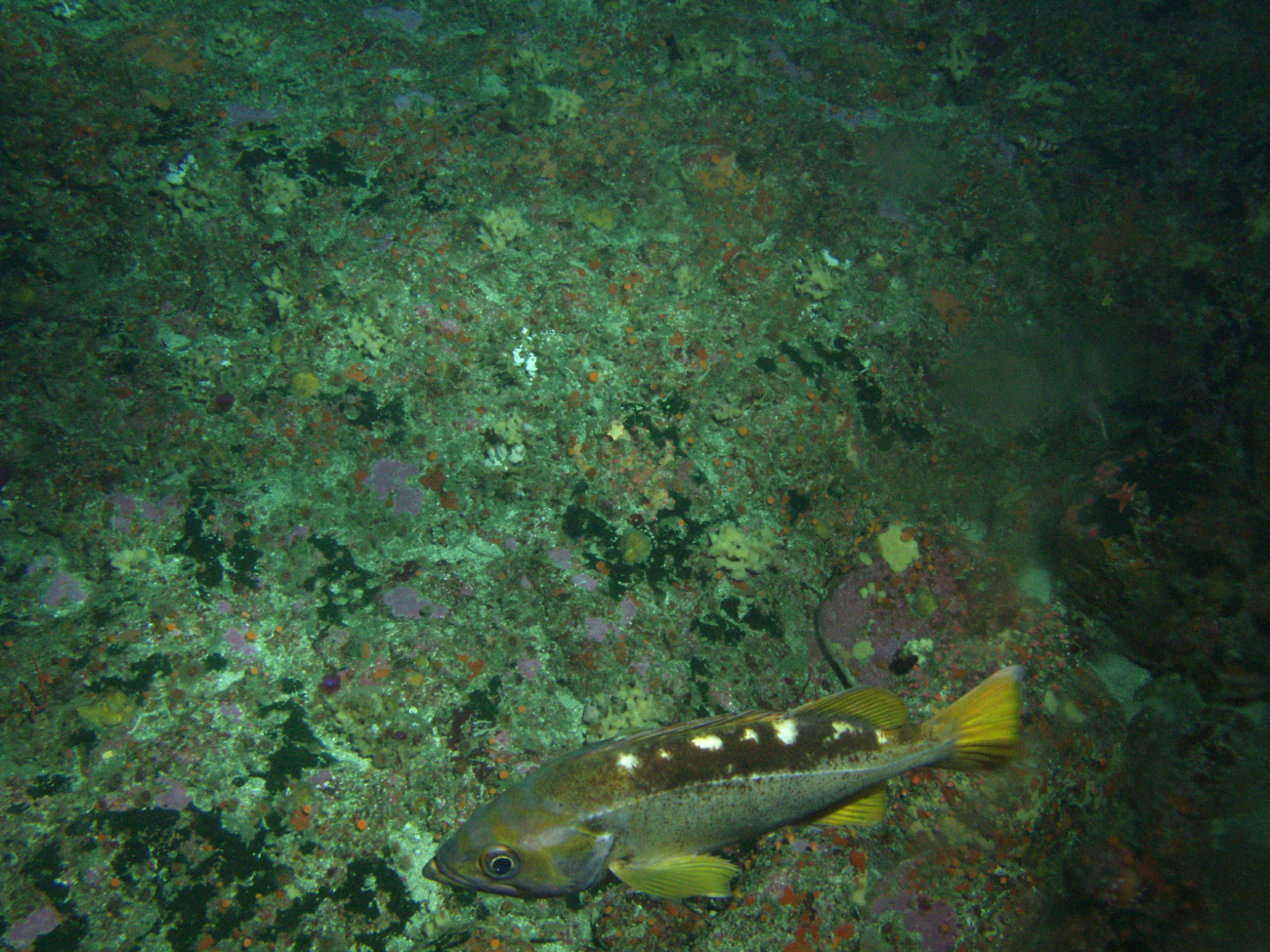 Yellowtail Rockfish (Sebastes flavidus) on rocky reef habitatat 95 meters depth