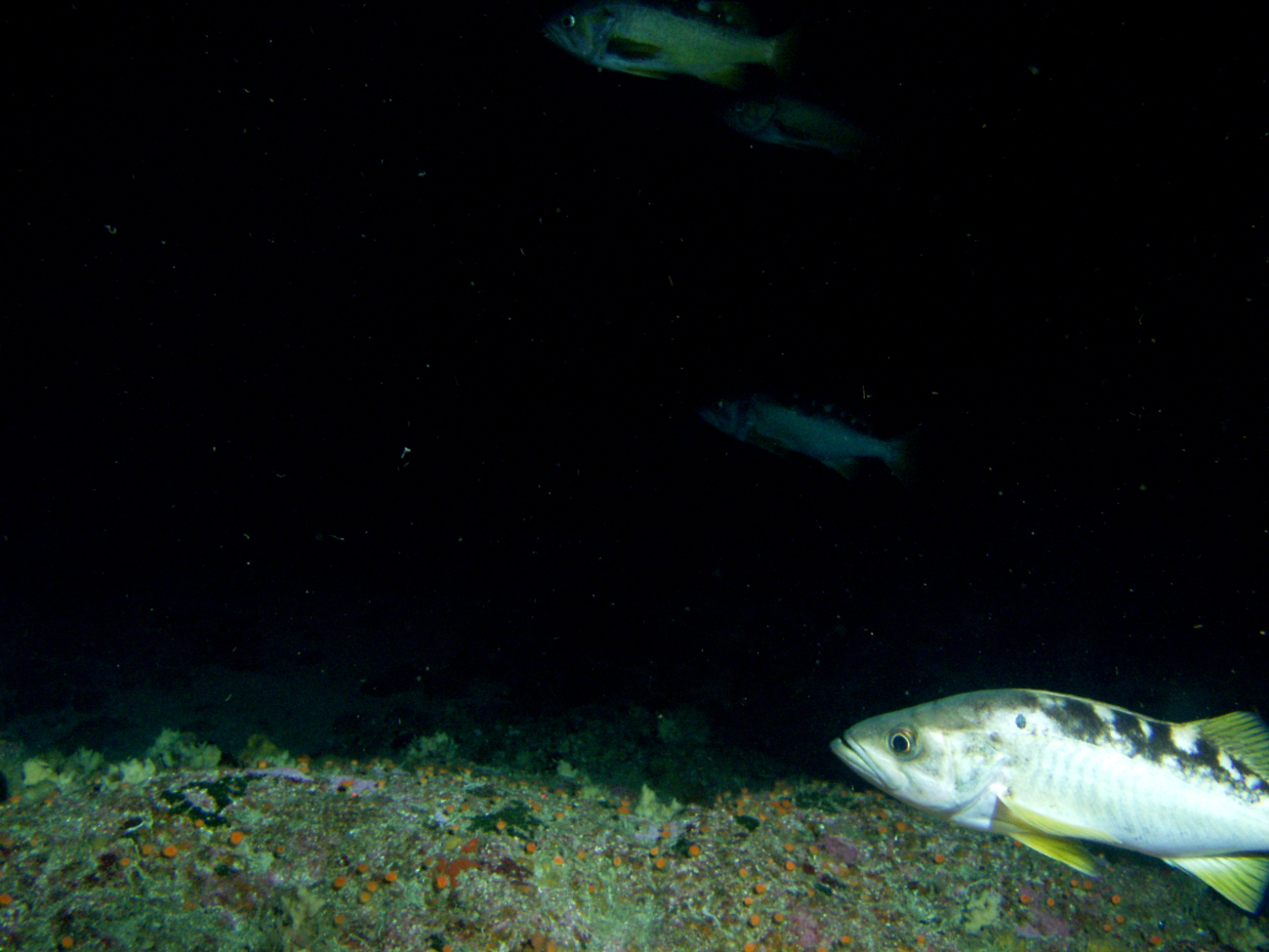 Yellowtail rockfish (Sebastes flavidus) school on rocky reef habitatat 95 meters depth