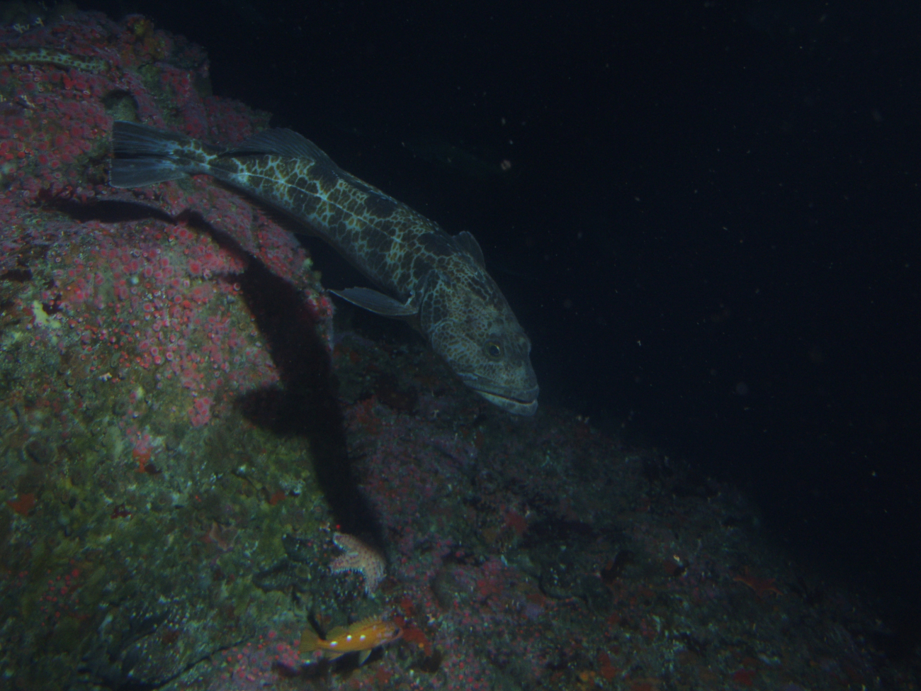 Lingcod (Ophiodon elongatus) on rocky reef habitatat 50 meters