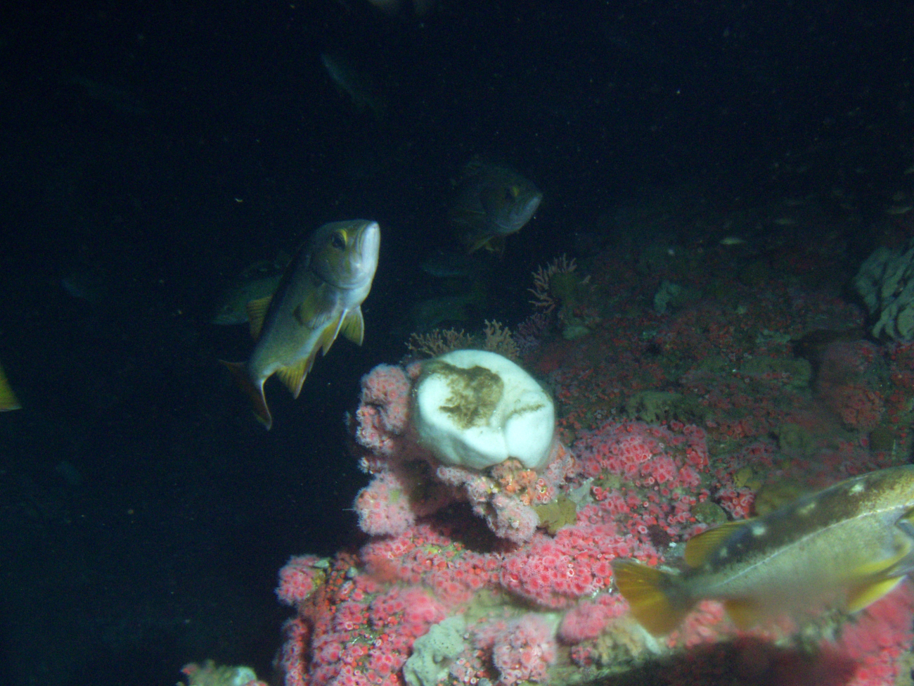 Yellowtail Rockfish (Sebastes flavidus) school on rocky reef habitatat 65 meters depth