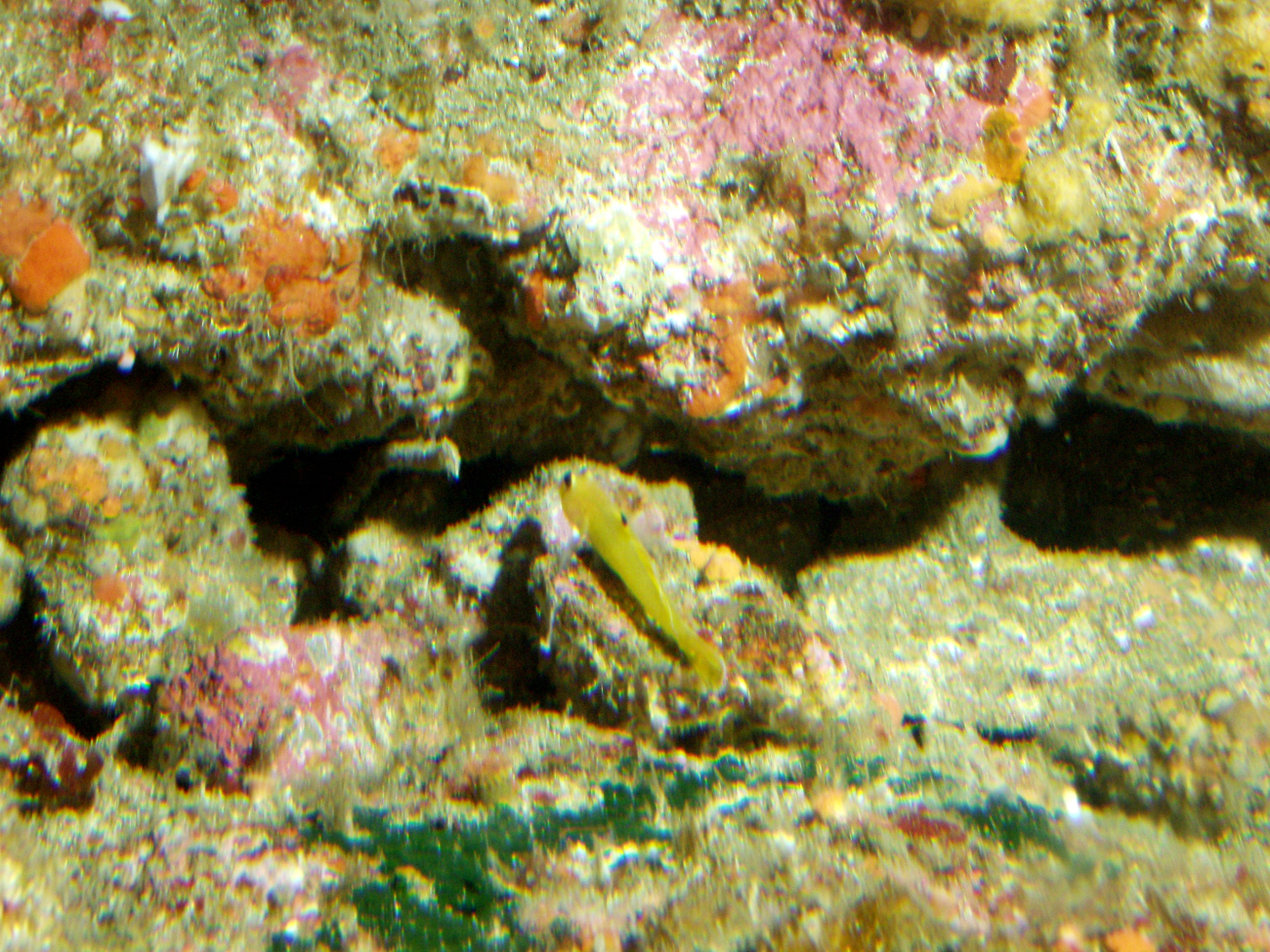 Blackeyed Goby (Coryphopterus nicholsii) on rocky outcroppingat 65 meters depth