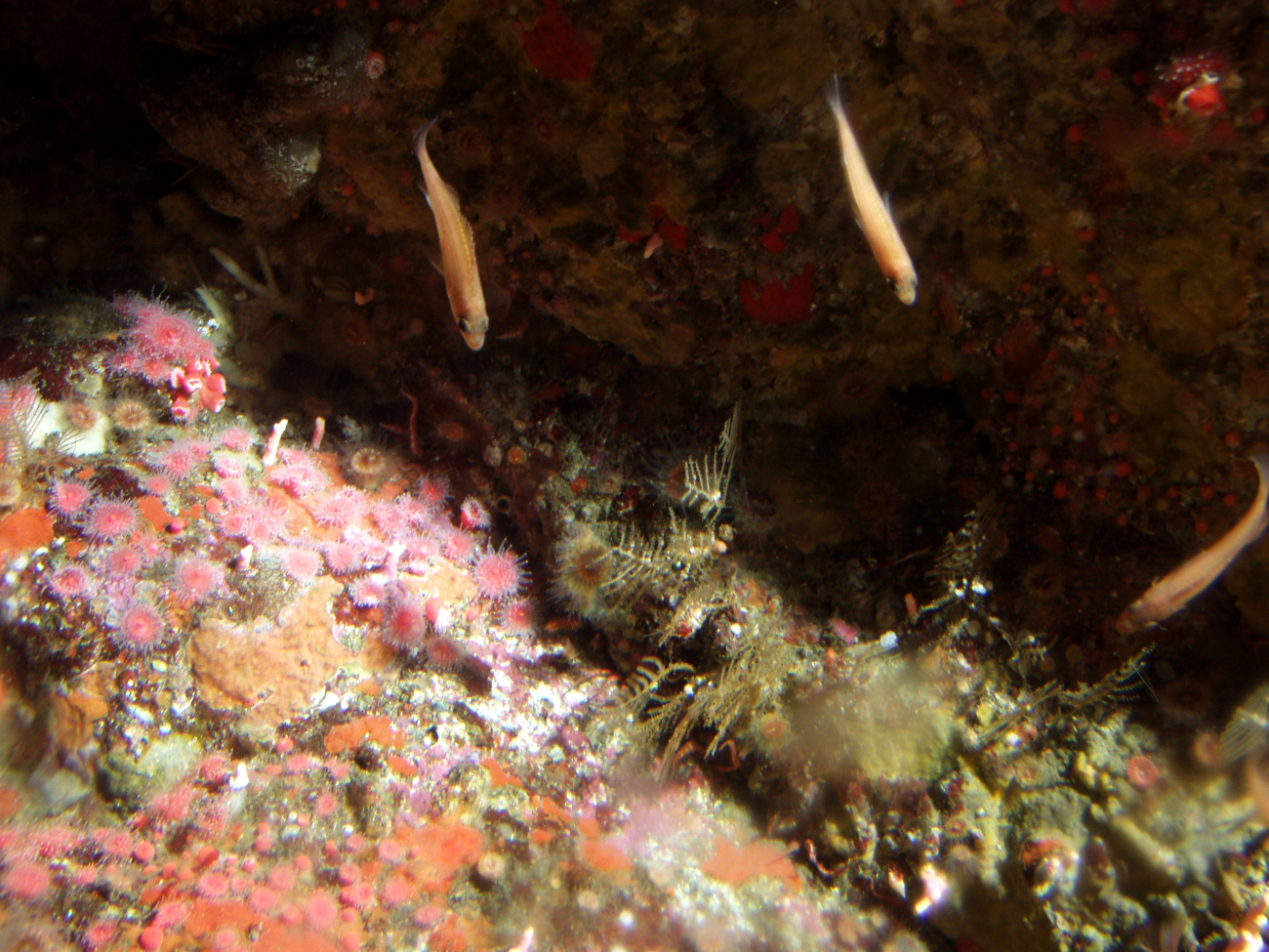 Small Rockfish on invertebrate covered rocky reefat 50 meters