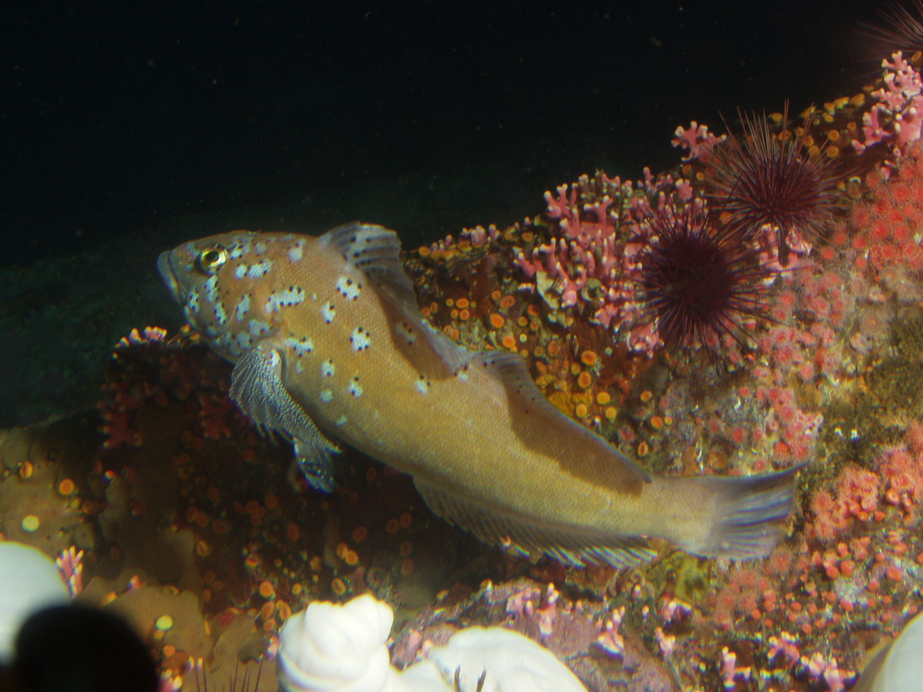 Male Kelp greenling (Hexagrammos decagrammus) in rock reef habitat up closeat 25 meters depth