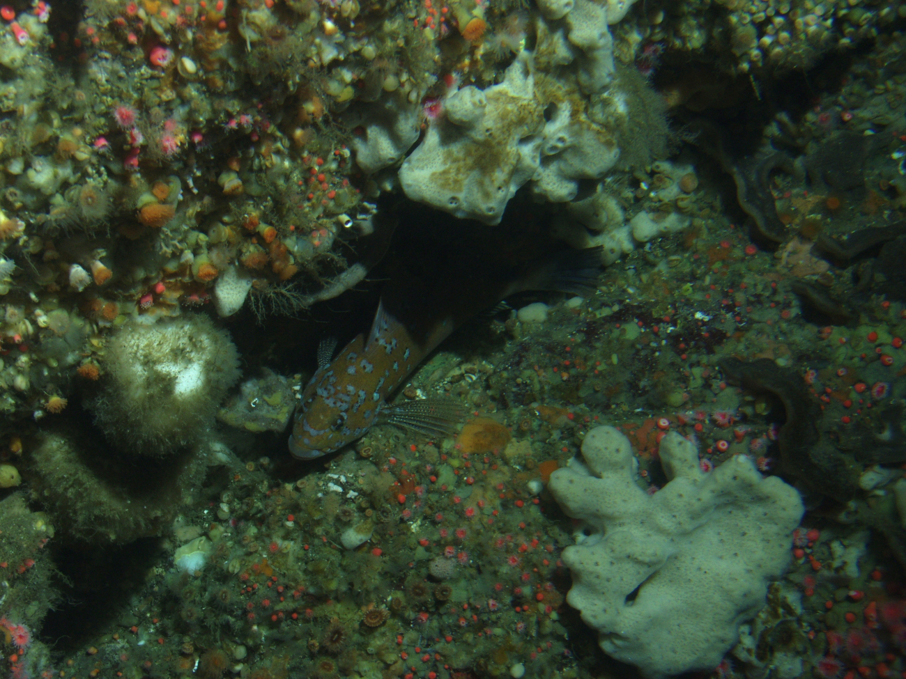 Male kelp greenling (Hexagrammos decagrammus) and foliose sponges in rockycrevice at 90 meters depth