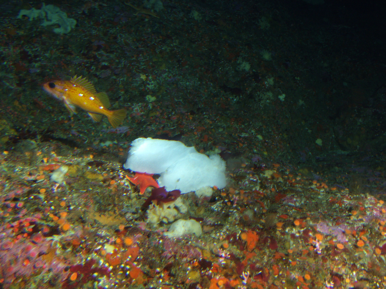 Rosy rockfish (Sebastes rosaceus) in rocky reef habitatat 90 meters depth