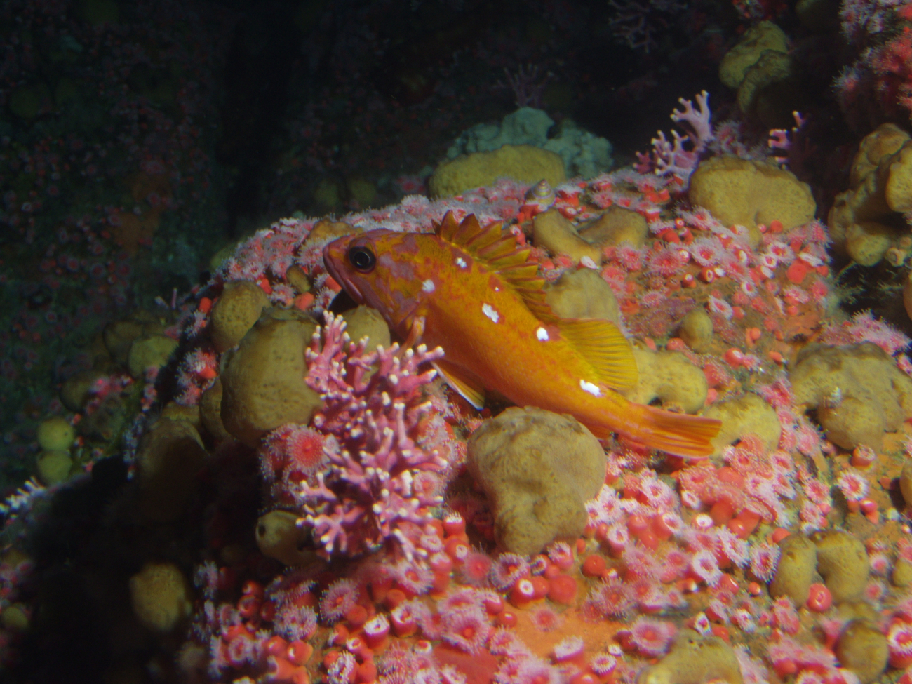 Rosy rockfish (Sebastes rosaceus) in rocky reef habitatat 90 meters depth