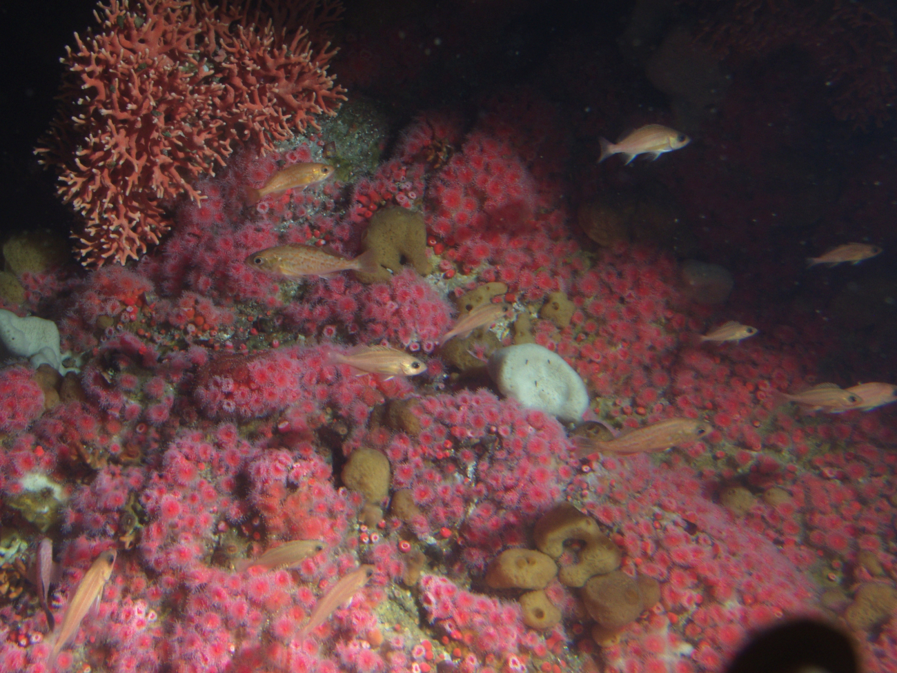 Juvenile Rockfish on invertebrate covered rocky reefat 50 meters