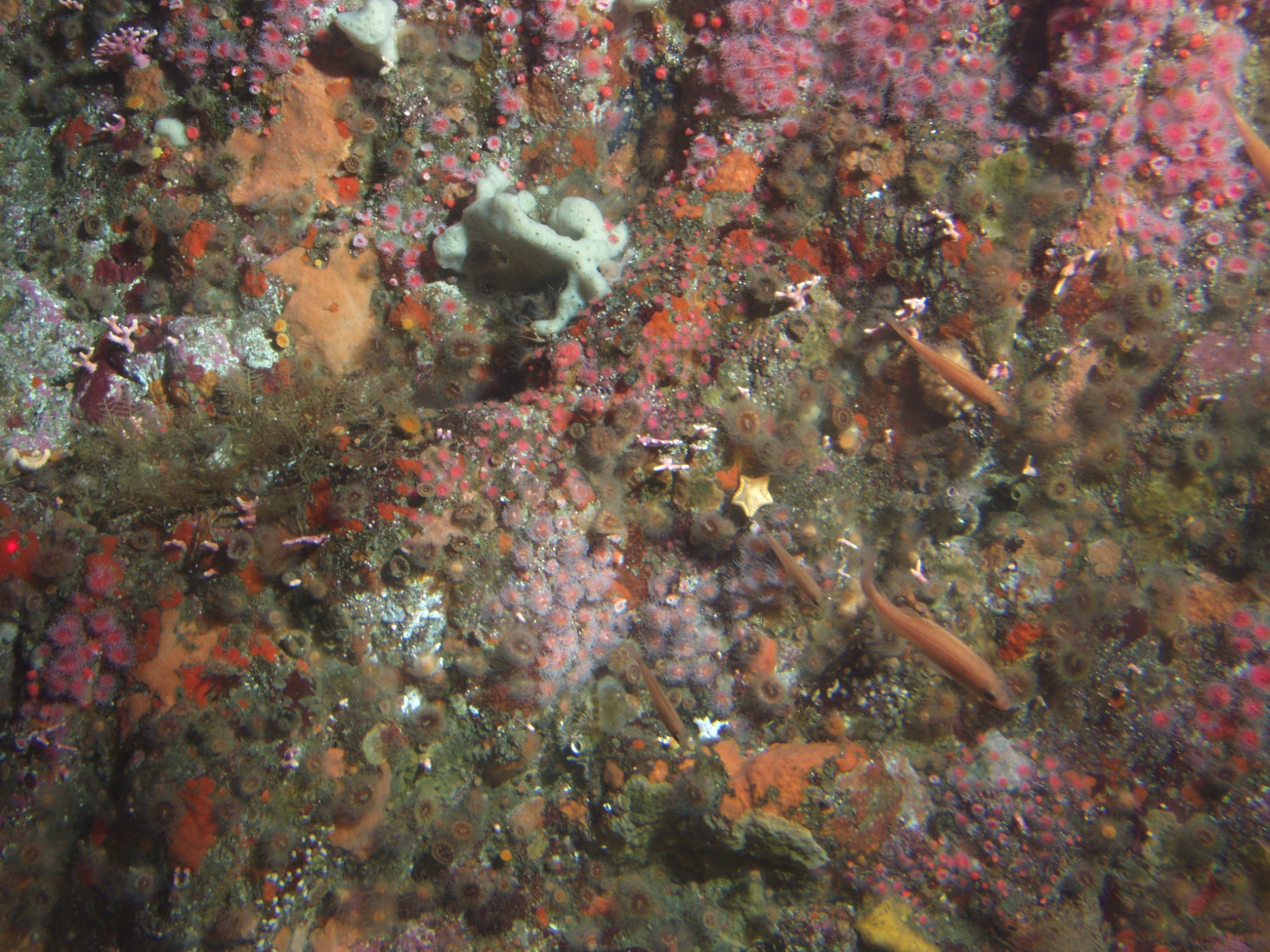 Foliose and crustose sponges, strawberry anemones, orange cup coralsand other invertebrates cover the upper rocky reef habitatat 50 meters