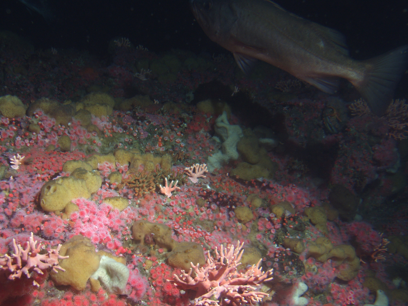 Bocaccio (Sebastes paucispinis) over invertebrate covered rocky reef habitatat 50 meters