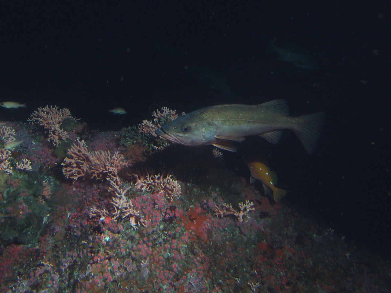 Bocaccio (Sebastes paucispinis) and rosy rockfish (Sebastes rosaceus)over covered rocky reef habitat at 50 meters
