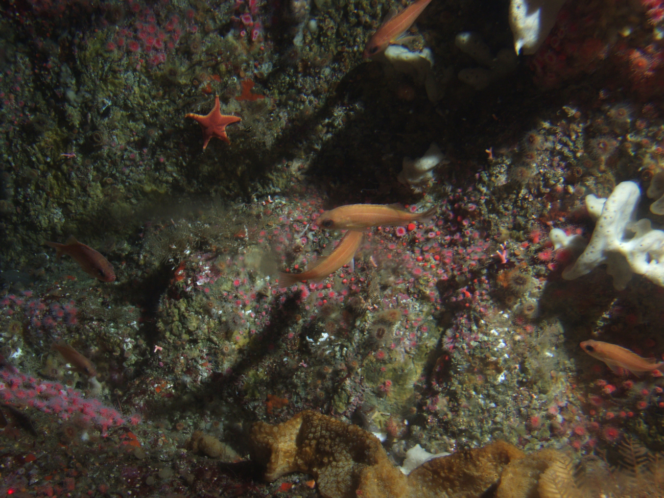 Juvenile Rockfish on invertebrate covered rocky reefat 50 meters