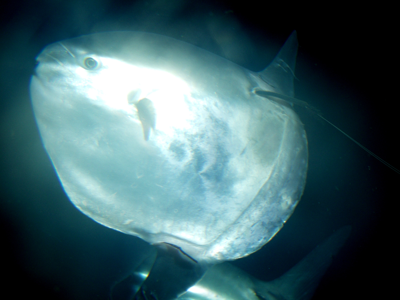 Ocean Sunfish (mola mola)