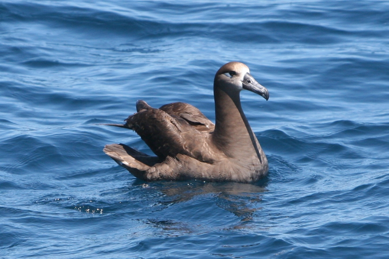 Black-footed Albatross (Phoebastria nigripes) sitting on the water