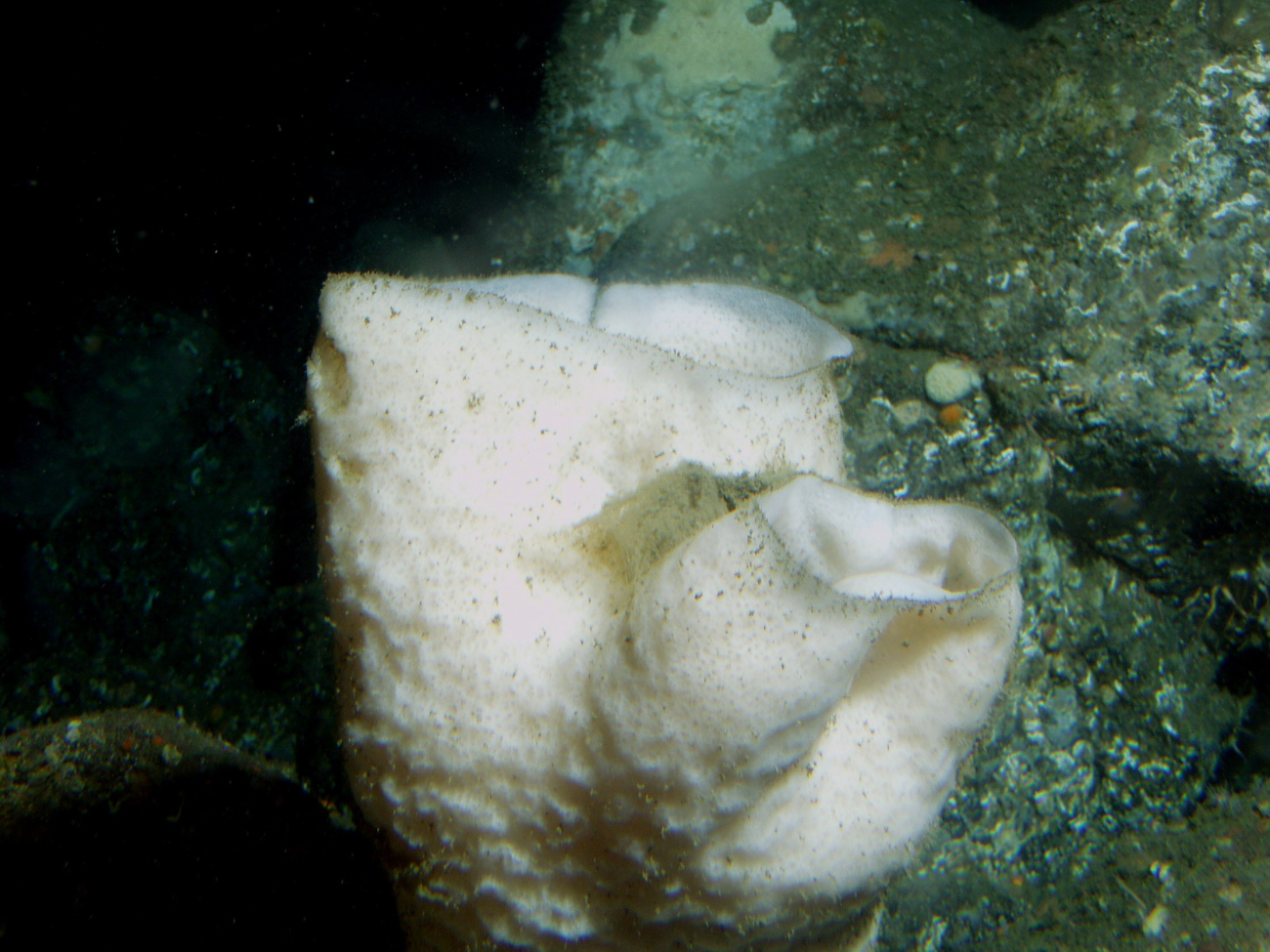 White sponge