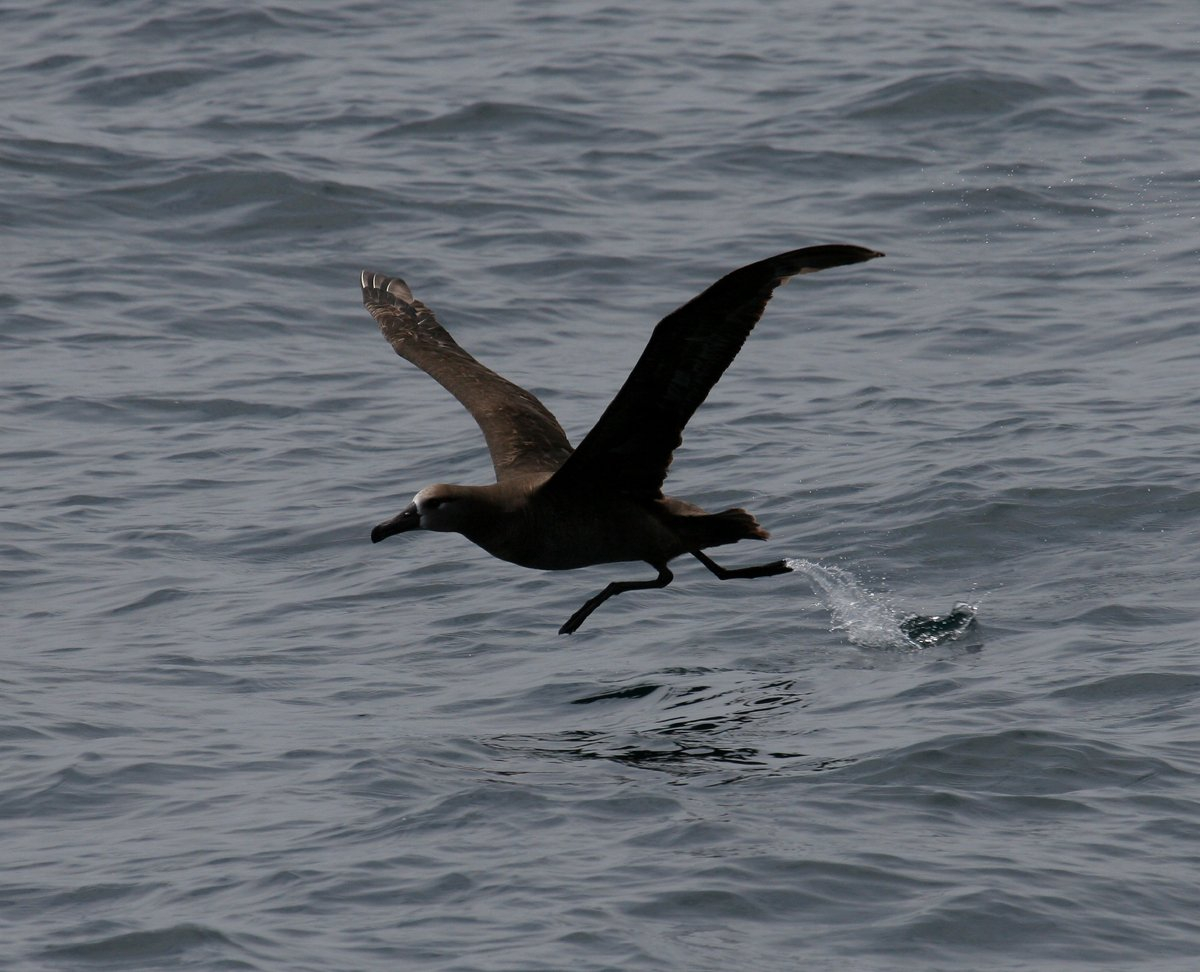 Black-footed albatross lifting off from water