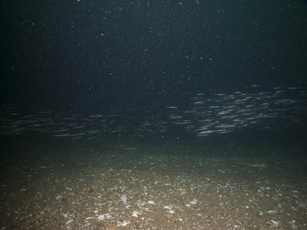 A school of sand lance swim in the open waters of the sanctuary