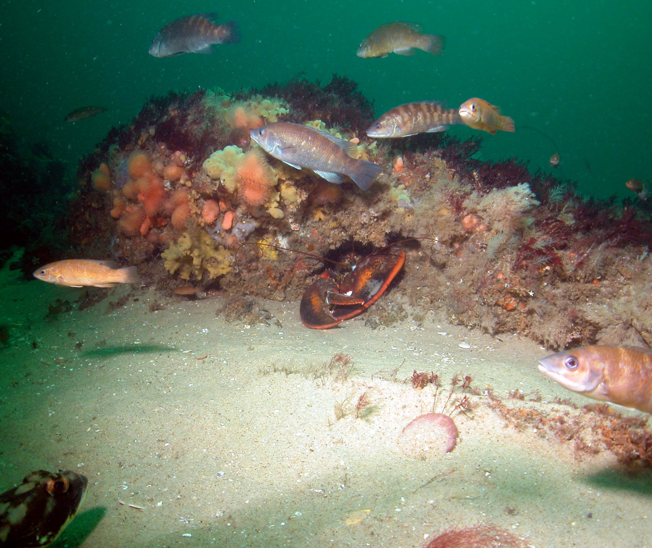A lobster hides in the wooden frames of the Paul Palmer shipwreck ascunner swarm above