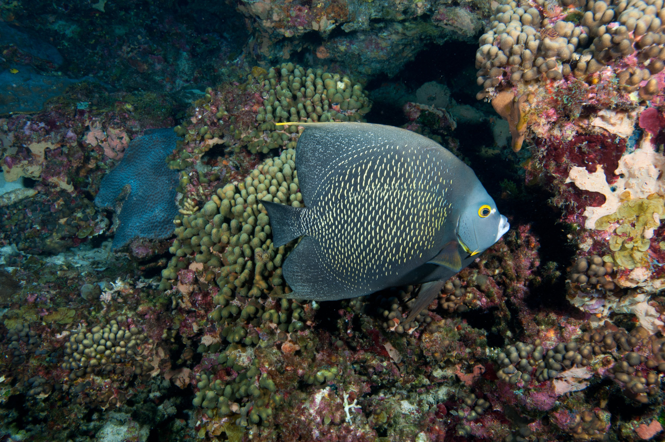 A french angelfish swimming by  coral