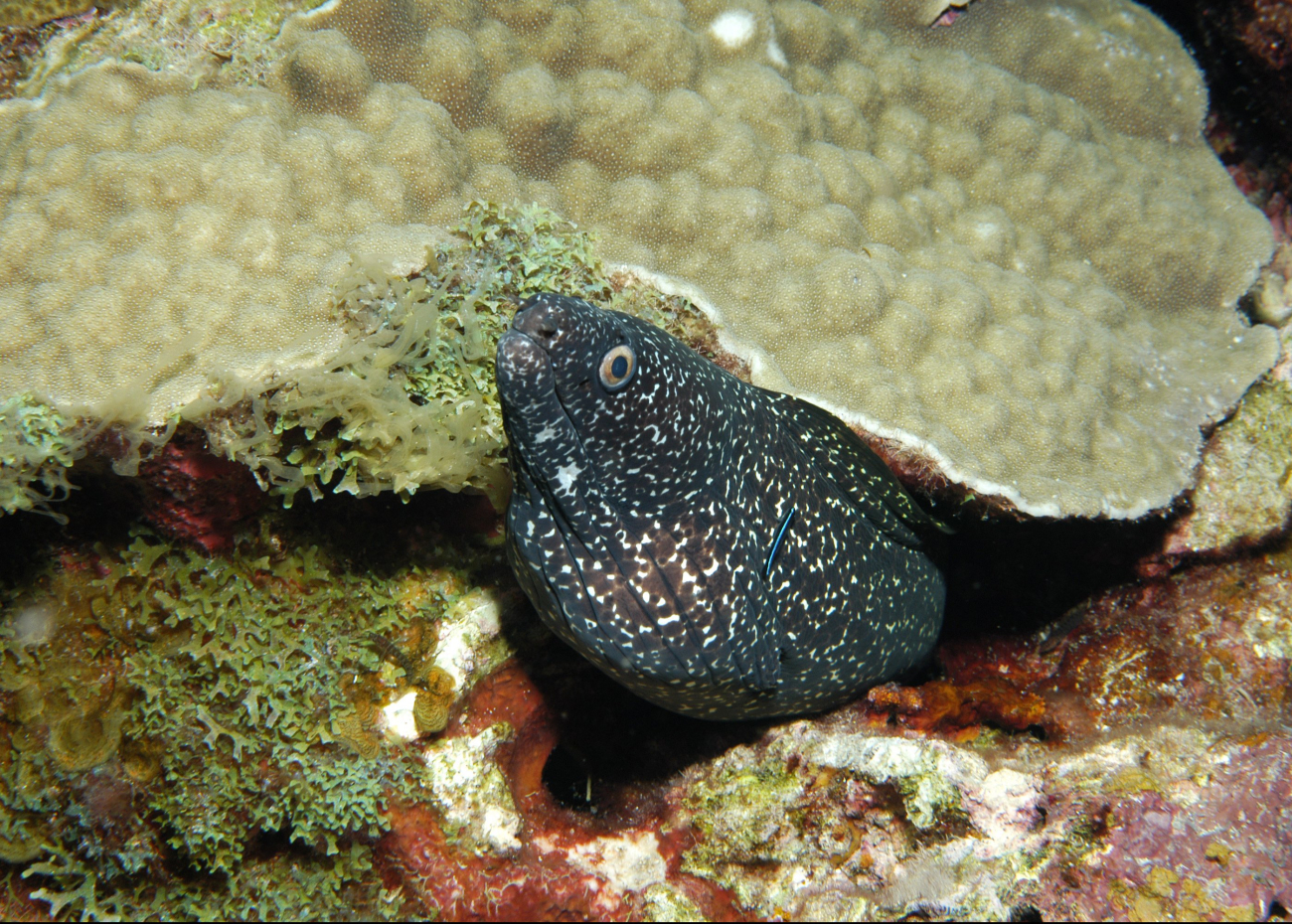 A spotted moray peering out from its hole