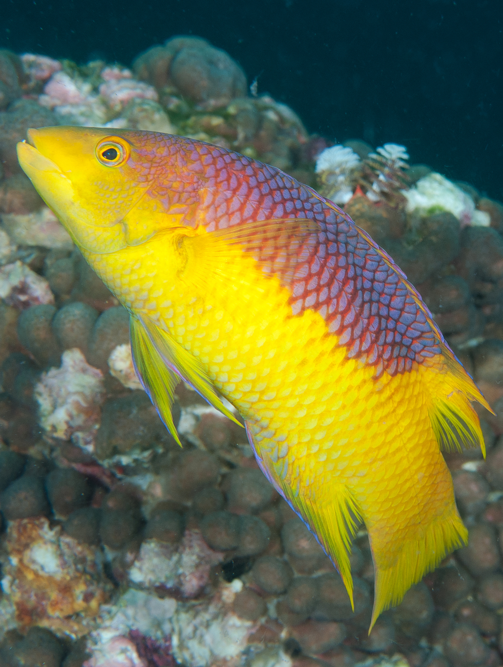 Side view of a Spanish hogfish