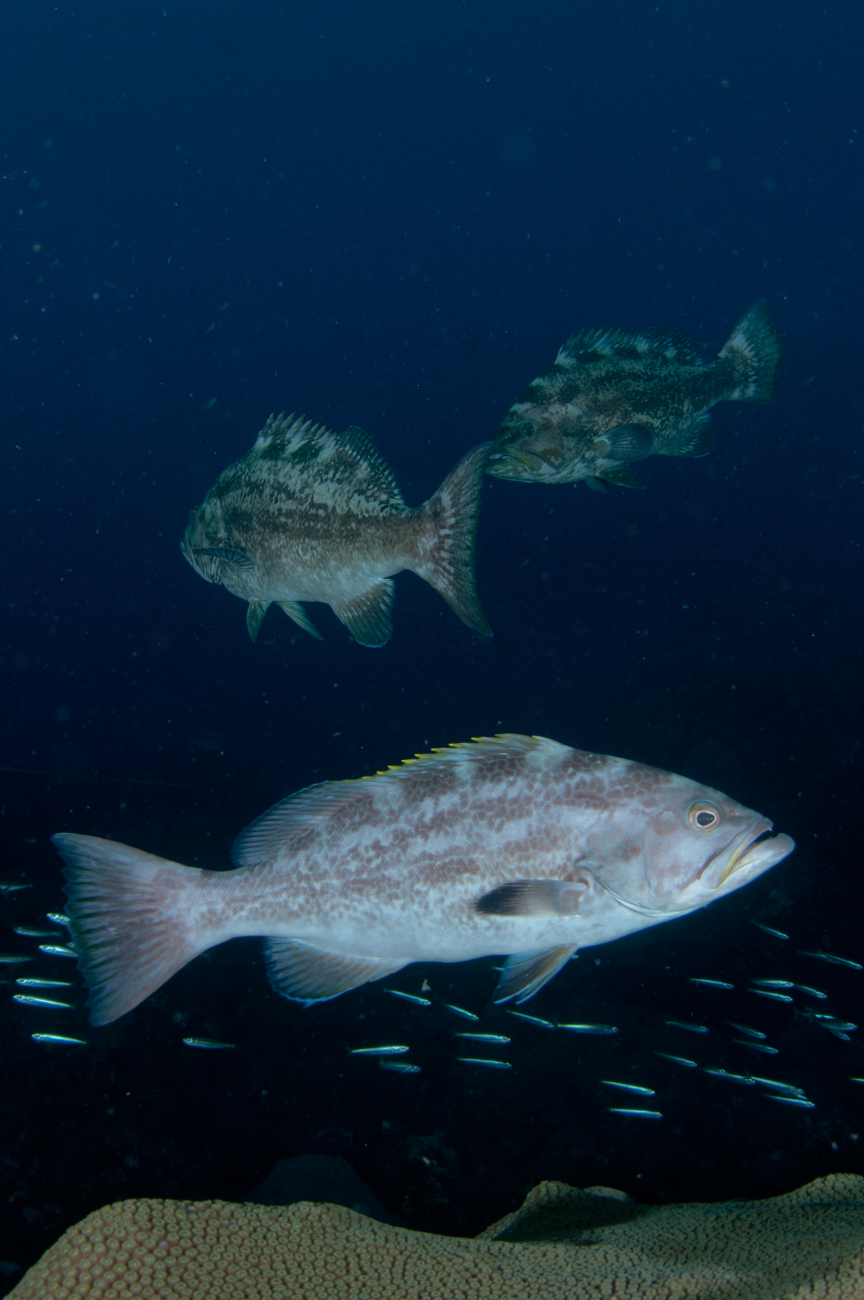 Yellowmouth grouper swimming over coral