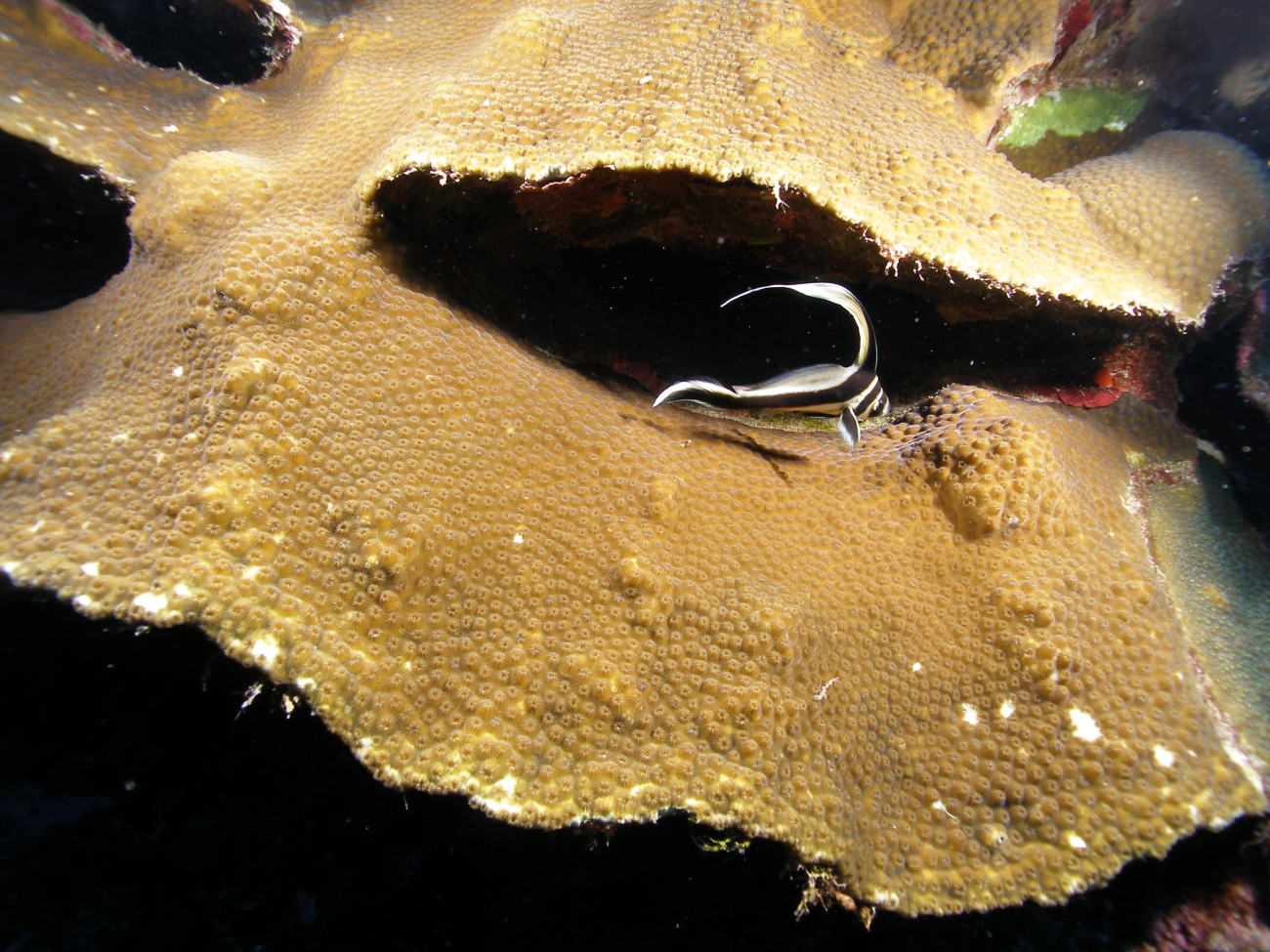 A spotted drum juvenile skirts along the coral