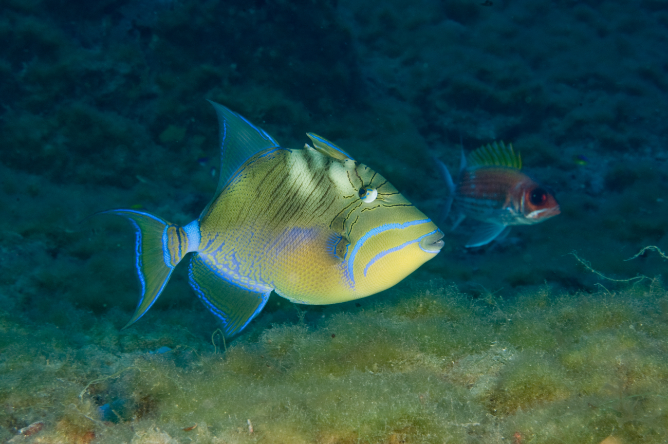 A queen triggerfish and squirrelfish swim over the algae covered seabed