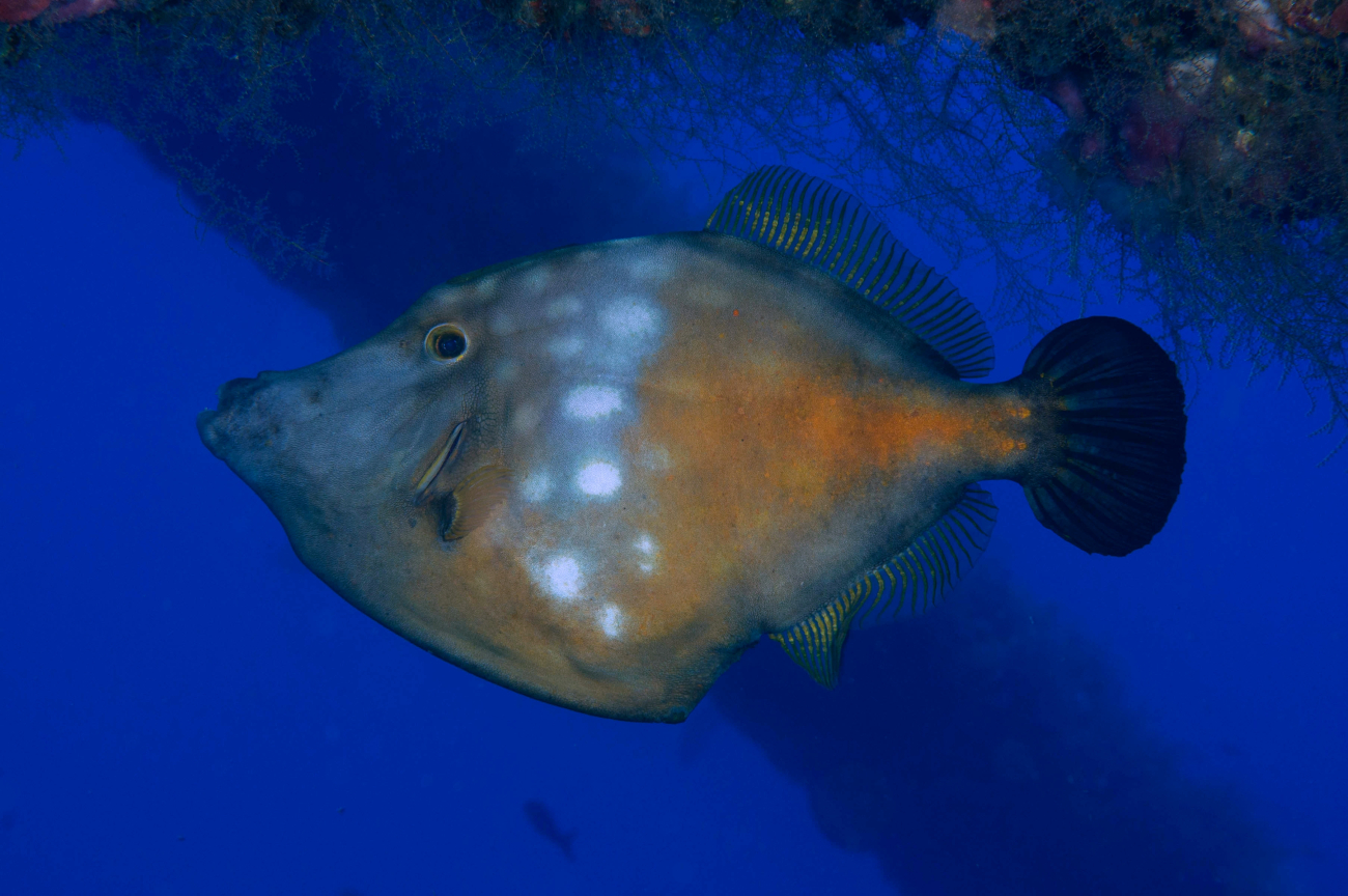 A whitespotted filefish (spotted phase) swims in the water column