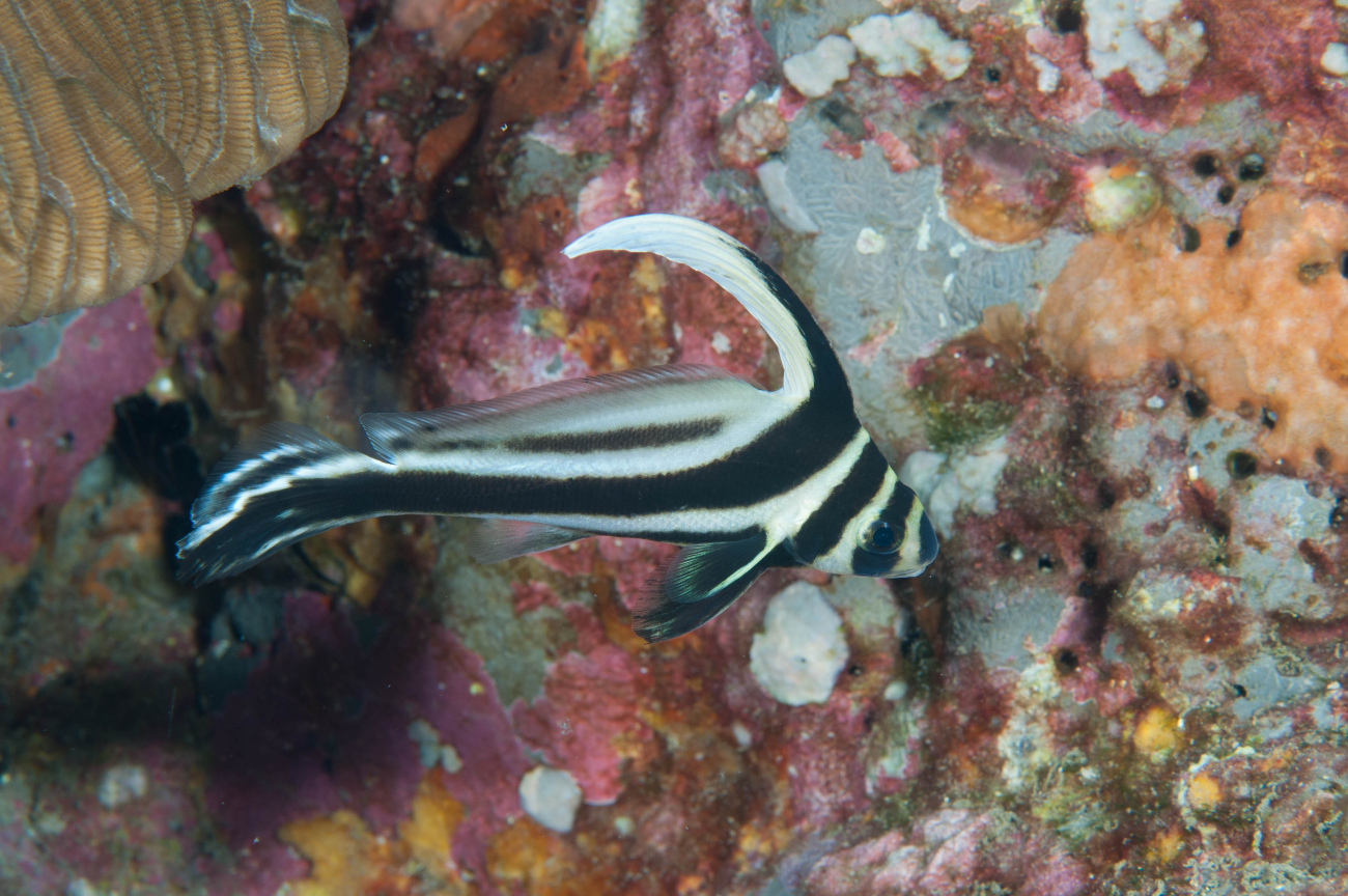 A spotted drum intermediate amongst coral