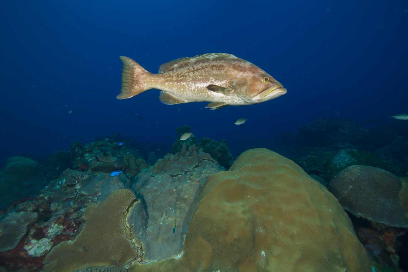 A yellowmouth grouper above the reef