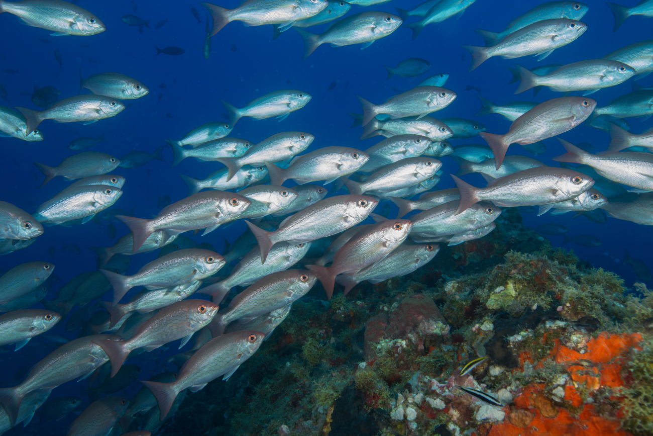 A school of vermillion snapper swim over the reef