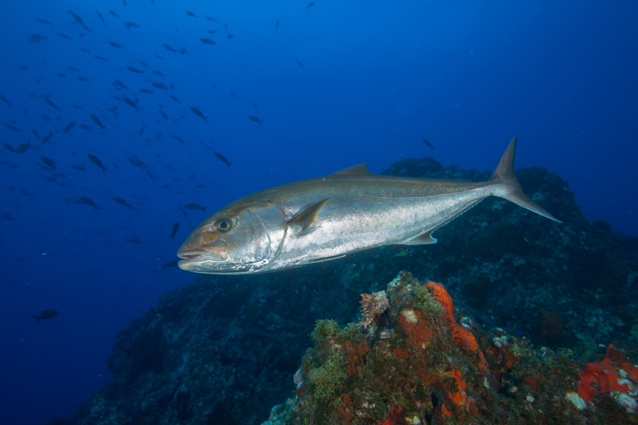 A greater amberjack swims above the reef
