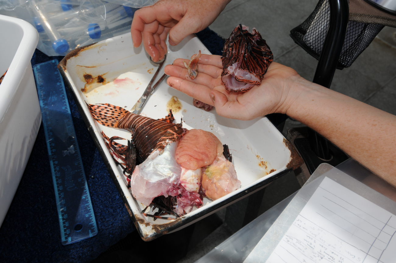 Dissecting an invasive  lionfish and verifying that it is eating indigenousfish