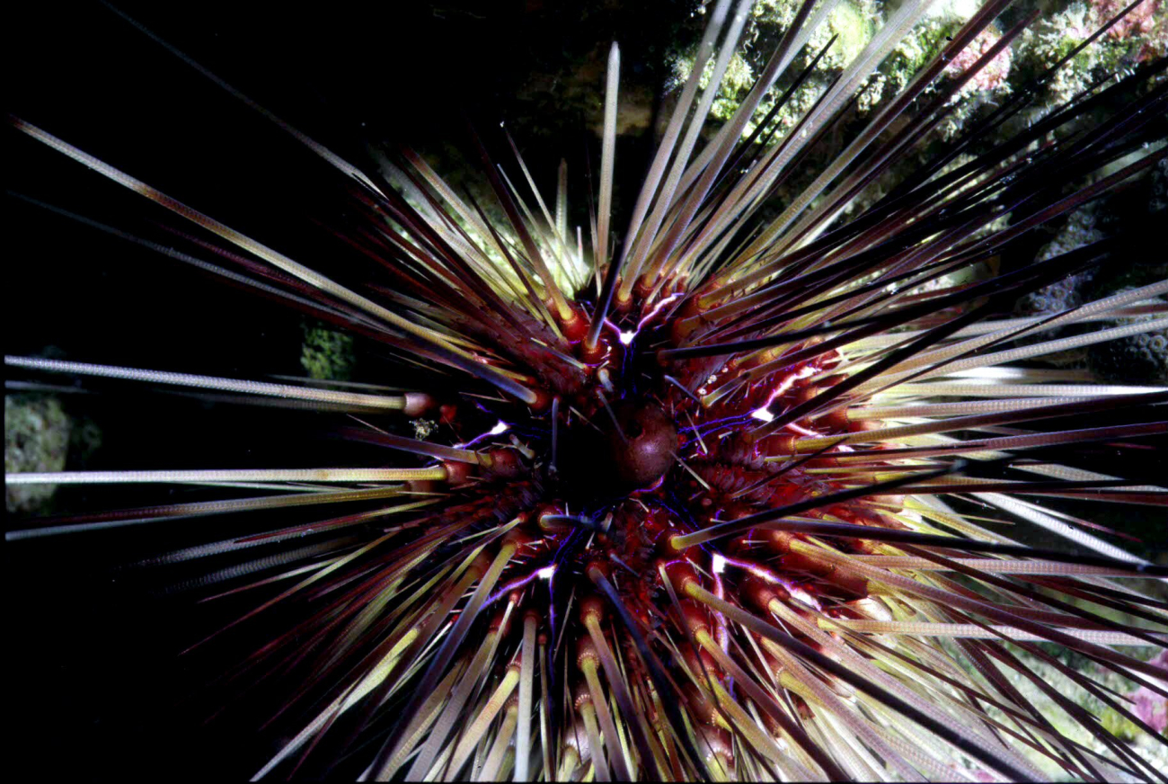 A long-spined urchin