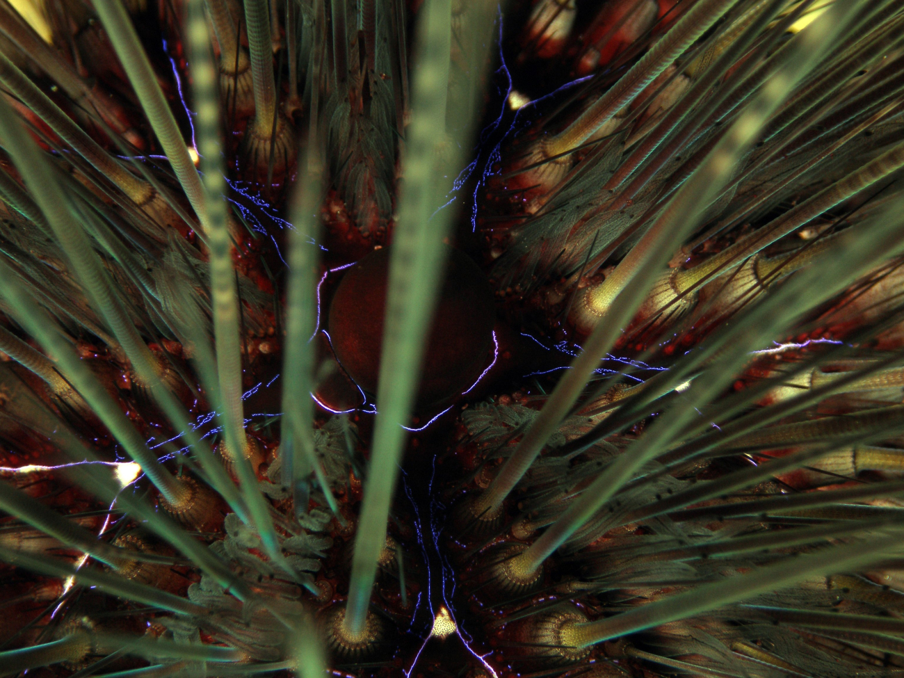 A close-up view of a long-spined sea urchin (Diadema sp