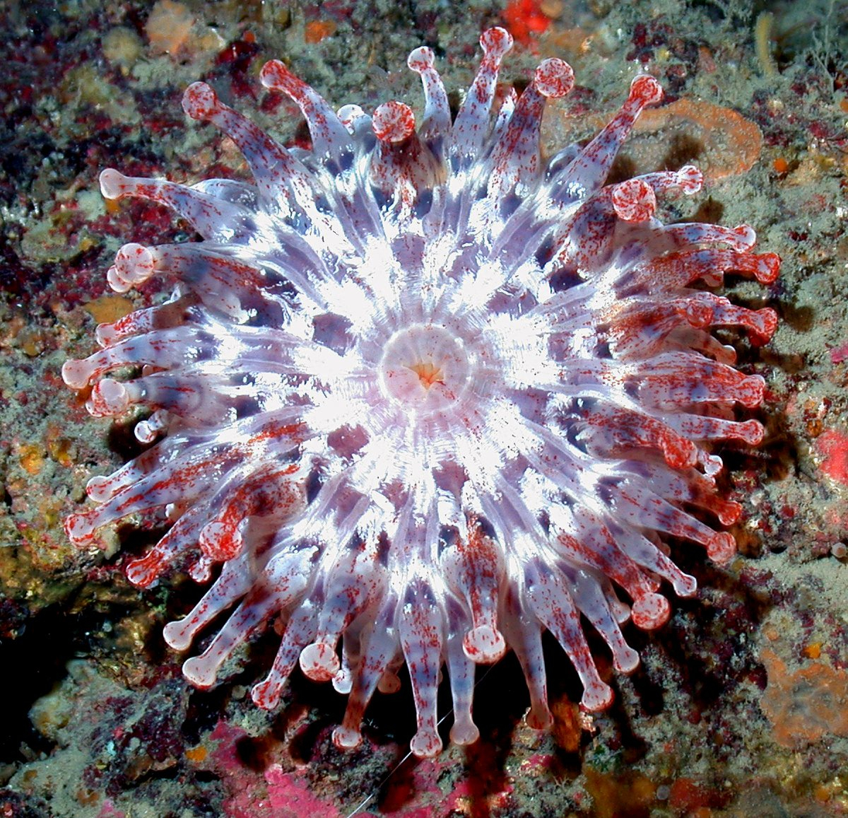 A brightly colored corallimorphian