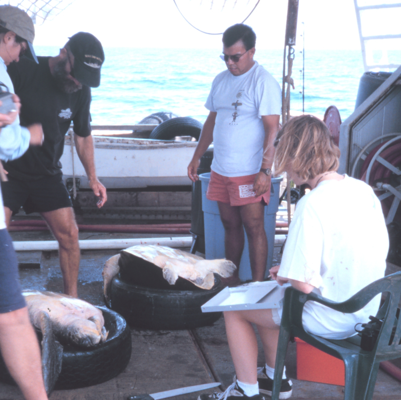 NMFS scientists studying and tagging marine turtle aboard NOAA Ship DAVIDSTARR JORDAN
