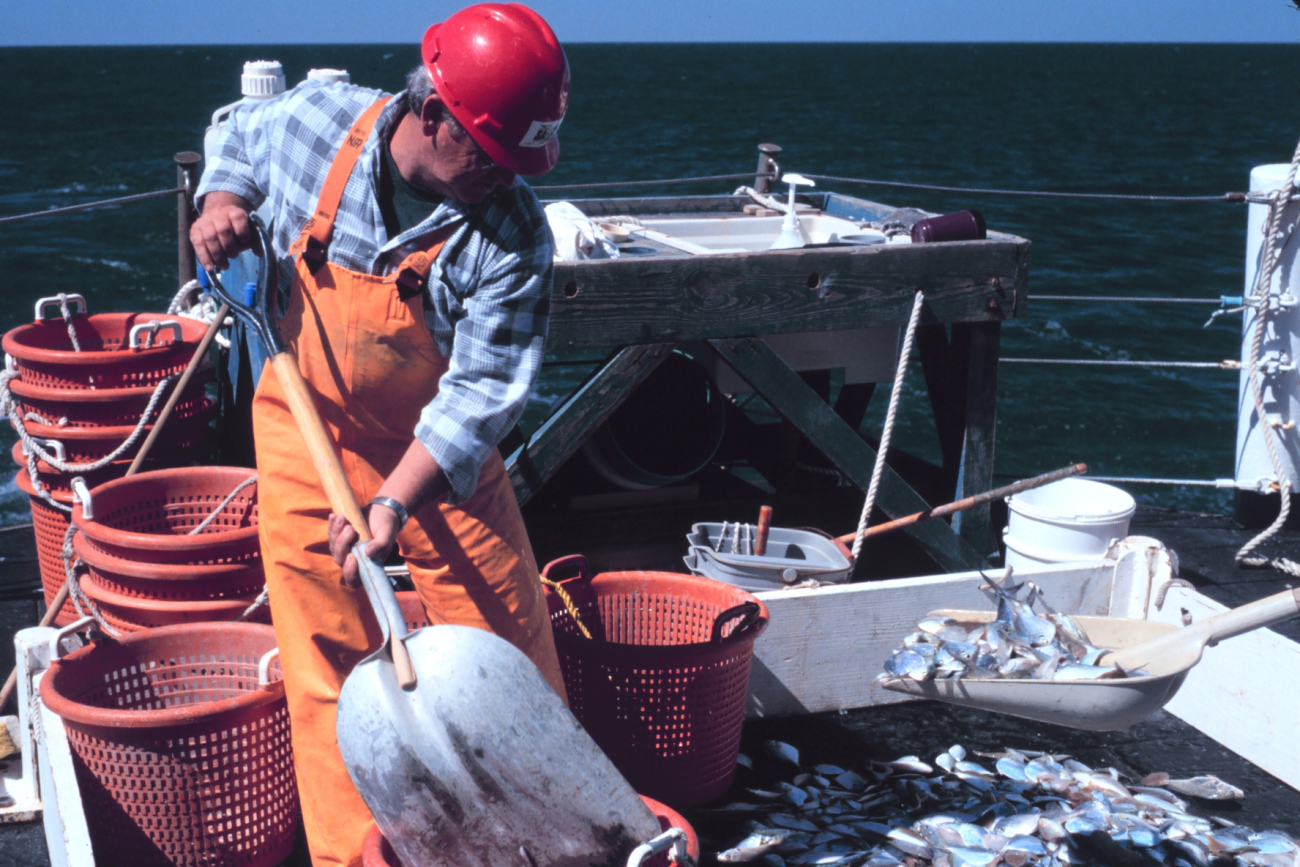 Shoveling fish from the sorting table into baskets for further study