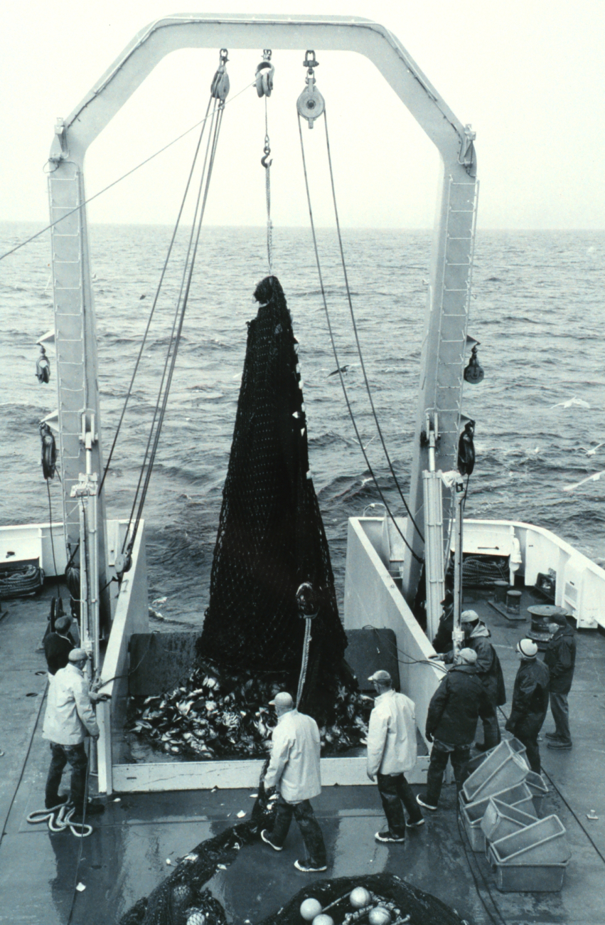 Scientists and fishermen aboard the Bureau of Commercial Fisheries Ship MILLERFREEMAN prepare to examine a trawl load of Bering Sea fish