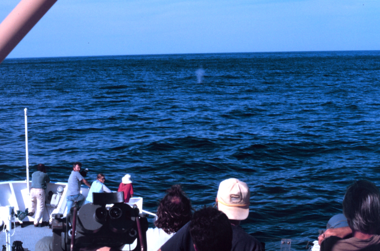 Looking for right whales on the DELAWARE II