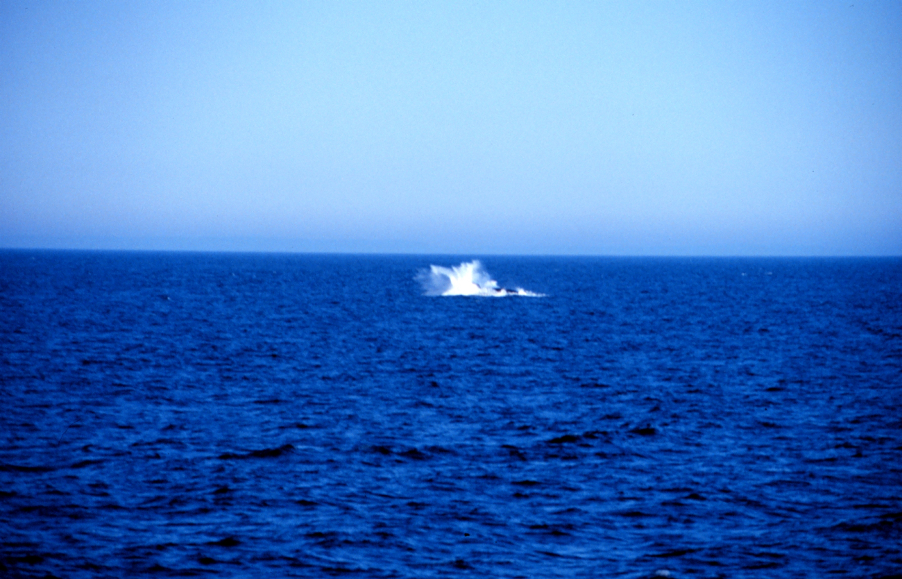 Whale breaching as observed on the DELAWARE II