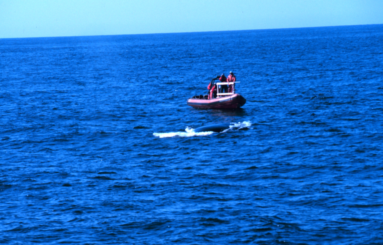 Pursuing whale to emplace dart for tissue sampling
