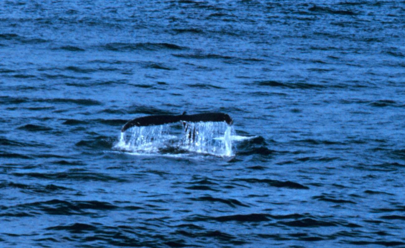 Tail of a right whale sounding