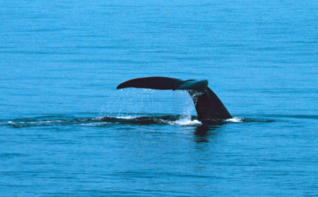 Tail of a right whale prior to sounding