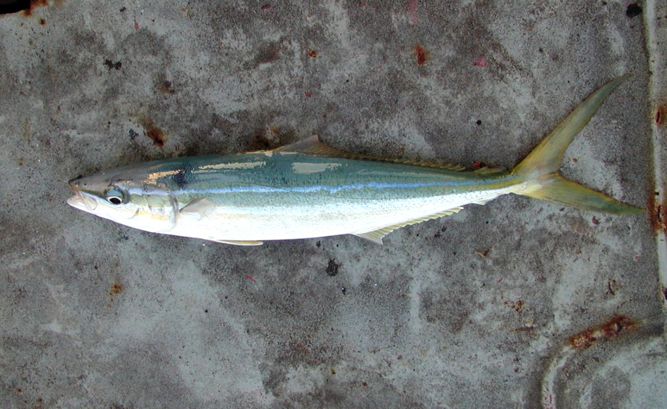 A rainbow runner caught at Clipperton Island during STAR 2000