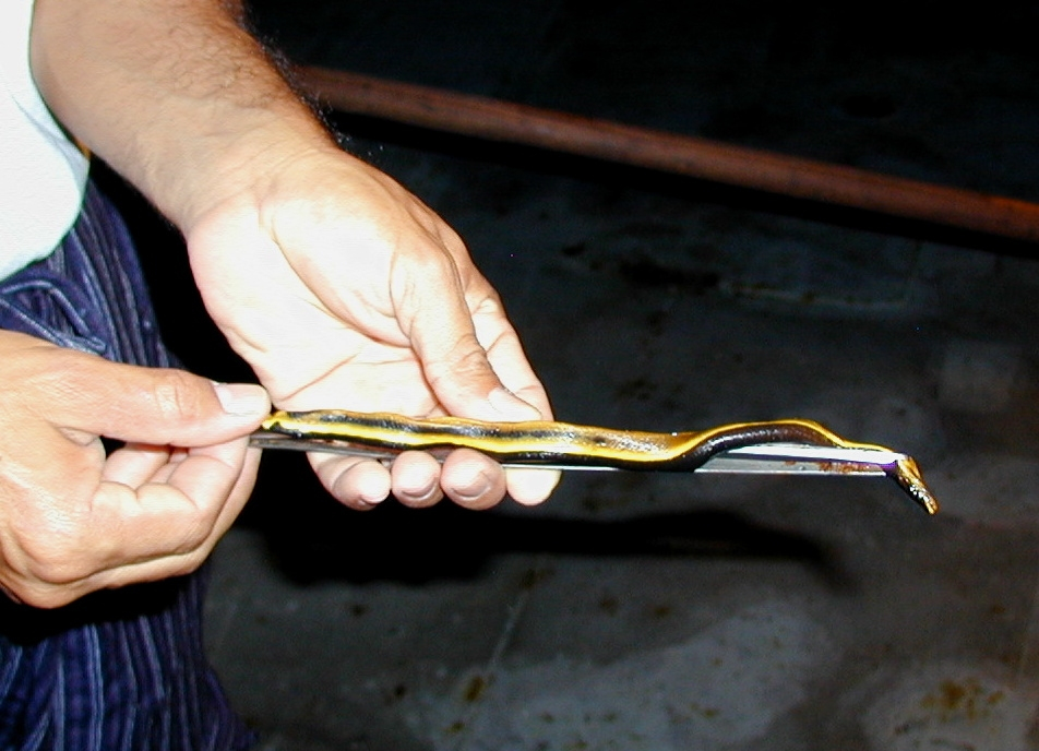 A sea snake caught during dipnetting operations off the NOAA ShipMcARTHUR during STAR 2000